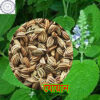 Ajwan pic