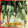 Amropai 3