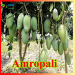 Amropai 3