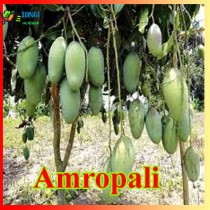Amropai 3