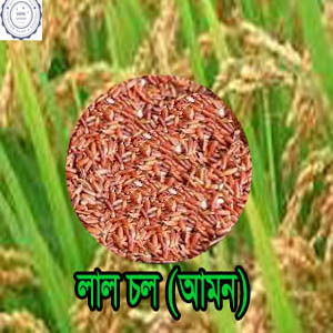 Lal Chal Amon 3