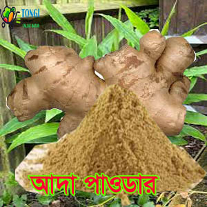 Zingiber p