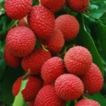 healthy-fresh-short-time-fruit