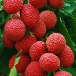 healthy-fresh-short-time-fruit