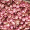 small-onion