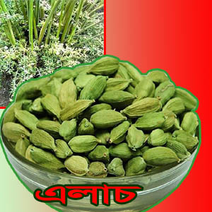 alach 5