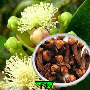 lobon