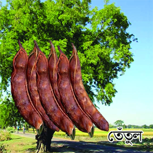 tetul