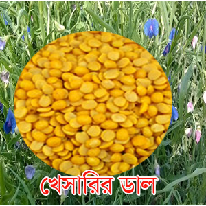 খেসাড়ি
